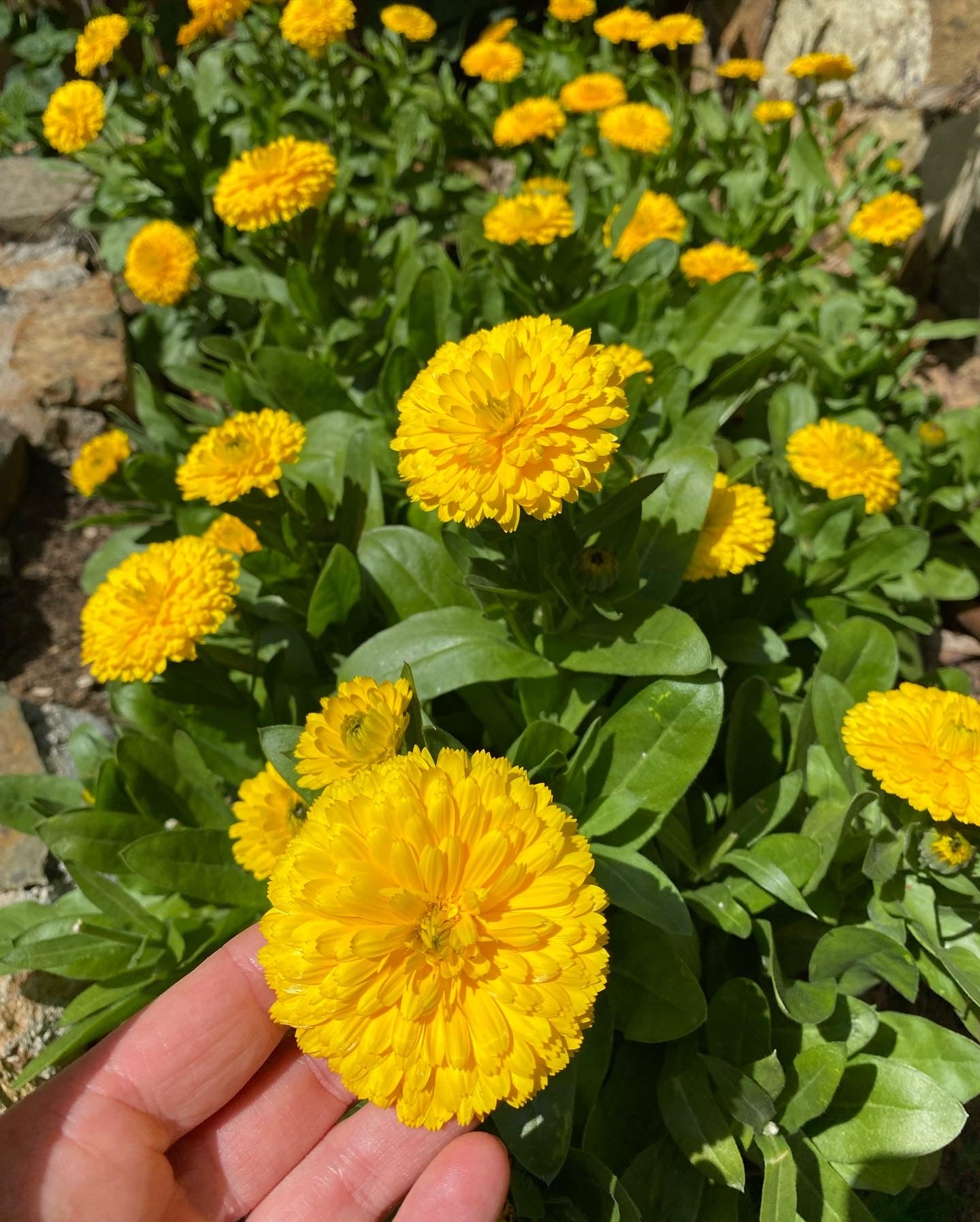 Carlsbad Flower Fields - calendula & lemongrass
