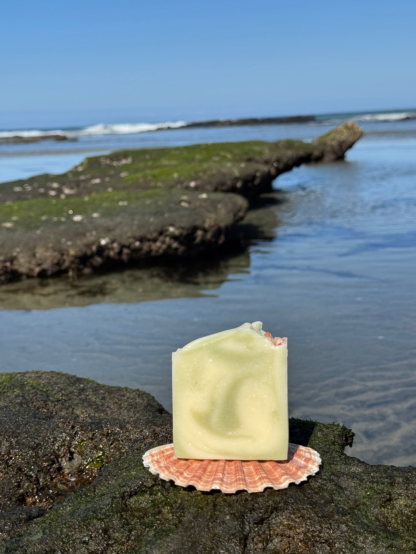 Cardiff Reef - lavender & rosemary with Pacific Ocean sea kelp