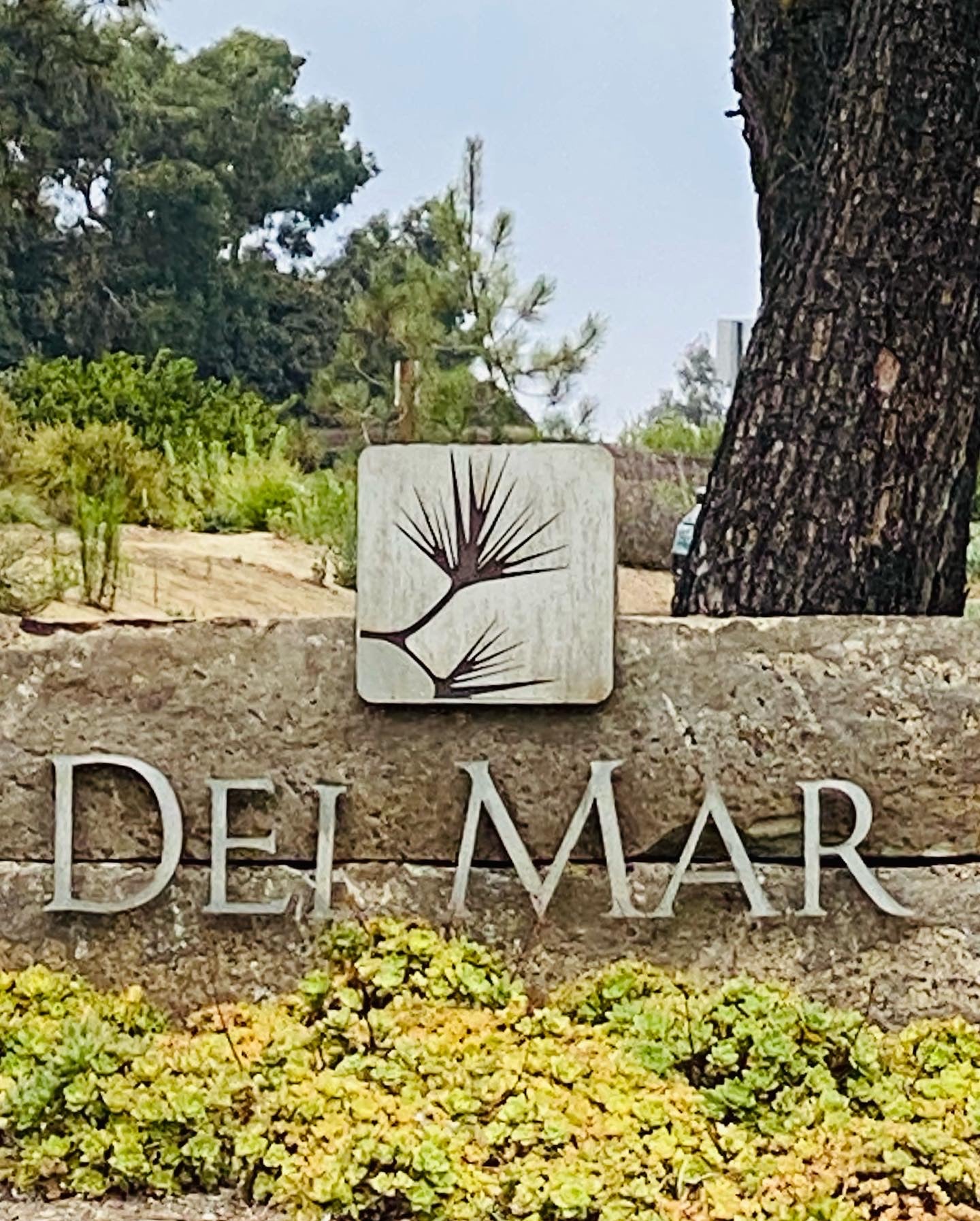 Del Mar Torrey Pines - cedarwood, pine, balsam fir & bergamot