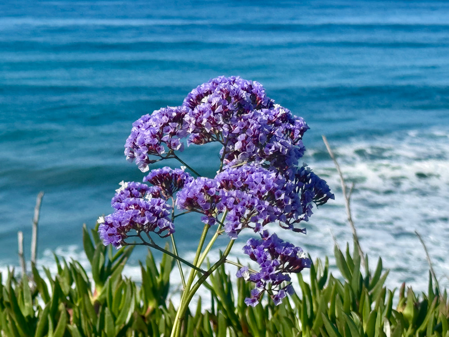 Leucadia Sea Lavender - lavender & goats milk