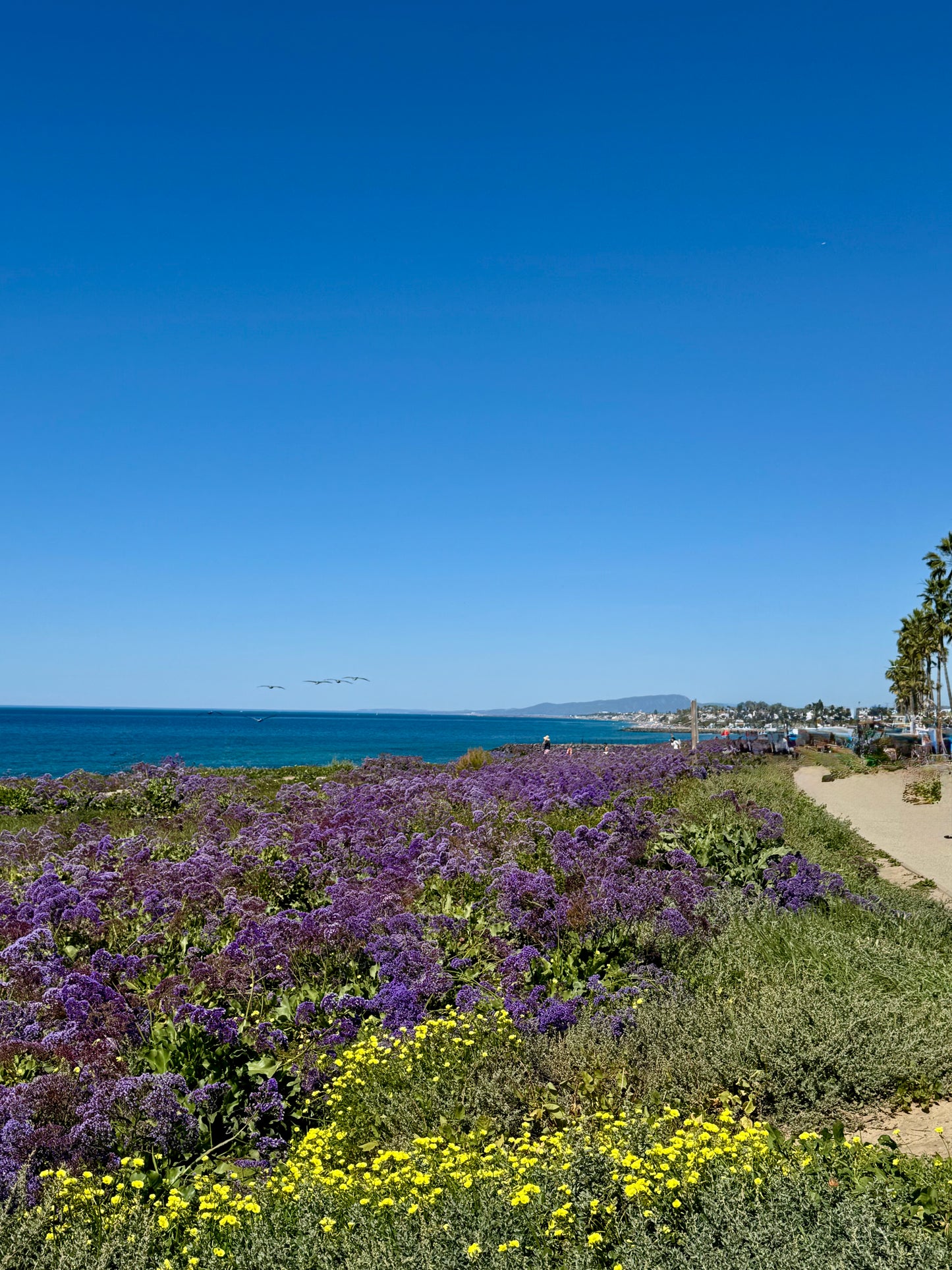 Leucadia Sea Lavender - lavender & goats milk